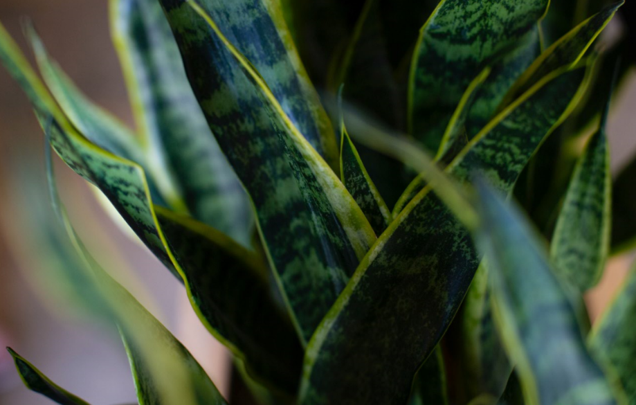 Snake Plant - Best air purifying and easy to care plant