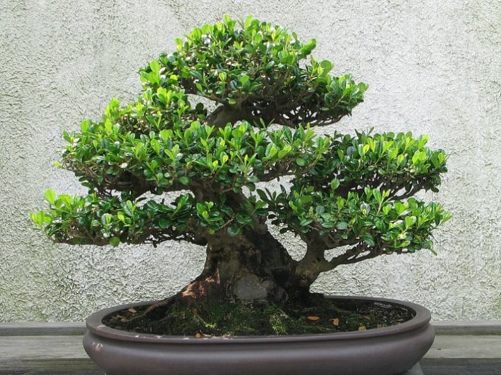 Get Bodhi Tree Bonsai Care Tips Hobby Plan