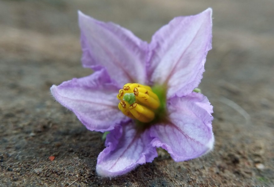 Brinjal Flower Drop