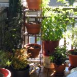 Best Plants for Balcony with LOW SUNLIGHT