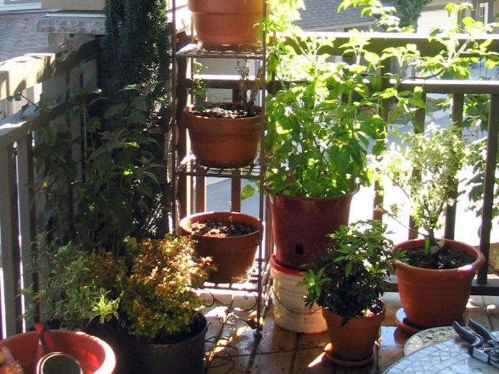 Best Plants for Balcony with LOW SUNLIGHT