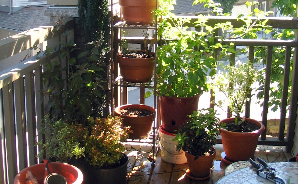 10 Best Plants for Balcony with LOW SUNLIGHT