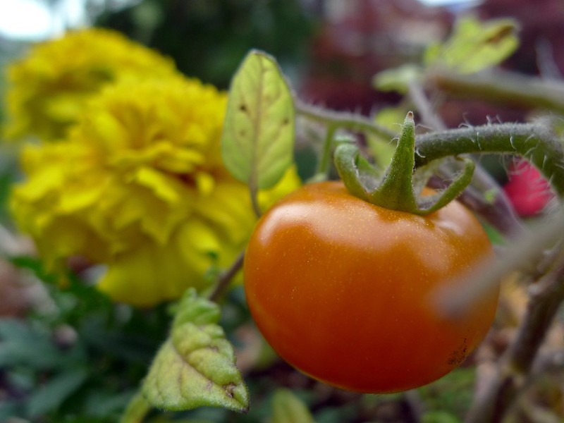 Companion Planting: Benefits of growing flowers in between of the vegetables