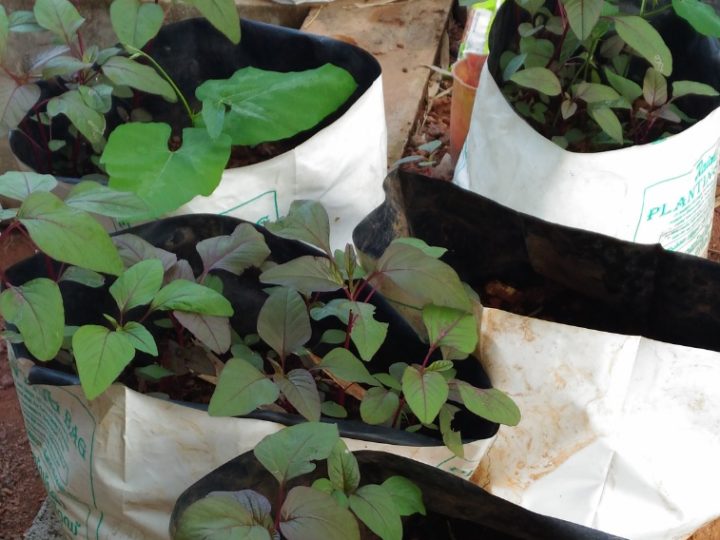 Grow Bags: Suitable for Seasonal Vegetables in Kitchen Gardening