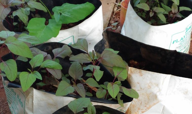 Grow Bags: Suitable for Seasonal Vegetables in Kitchen Gardening