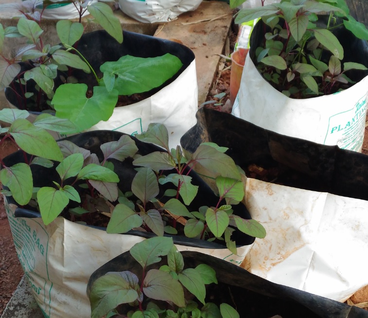 Grow Bags: Suitable for Seasonal Vegetables in Kitchen Gardening