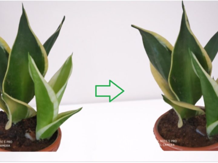 Importance of Sunlight for Indoor Plants