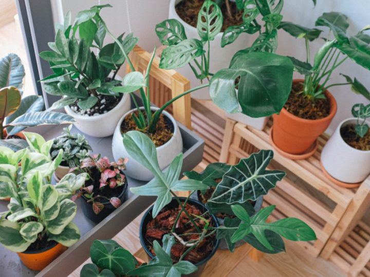 Indoor Plants Care Tips