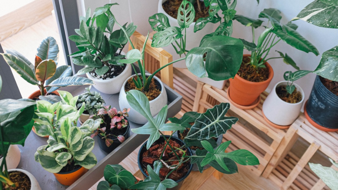 10 Important tips to maintain your indoor plants