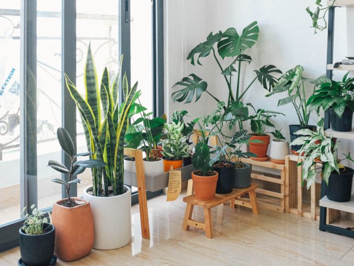 10 Best Indoor Plants for your home and office