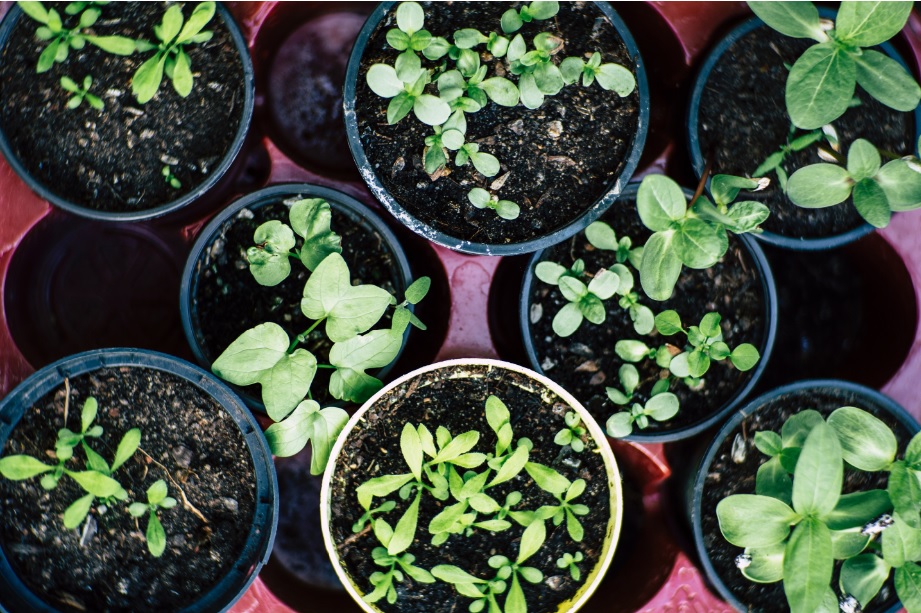What is kitchen gardening? Why is it a good concept?