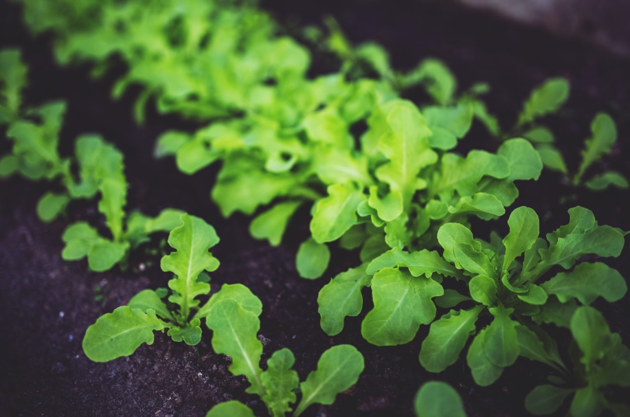 Kitchen Gardening: Things to know before you start