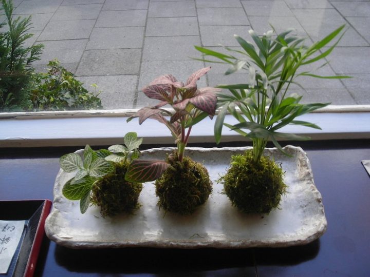 Kokedama: No need for pot just grow plant in soil and moss
