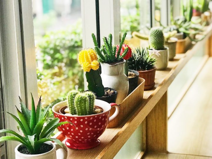 Lighting conditions for succulents