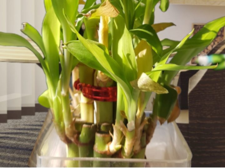 Lucky Bamboo Care Tips