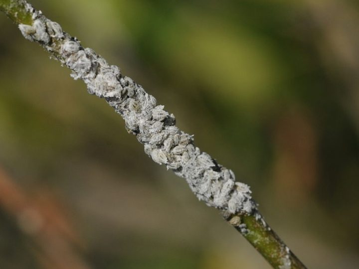 How to deal with Mealybugs – Organic and Chemical way