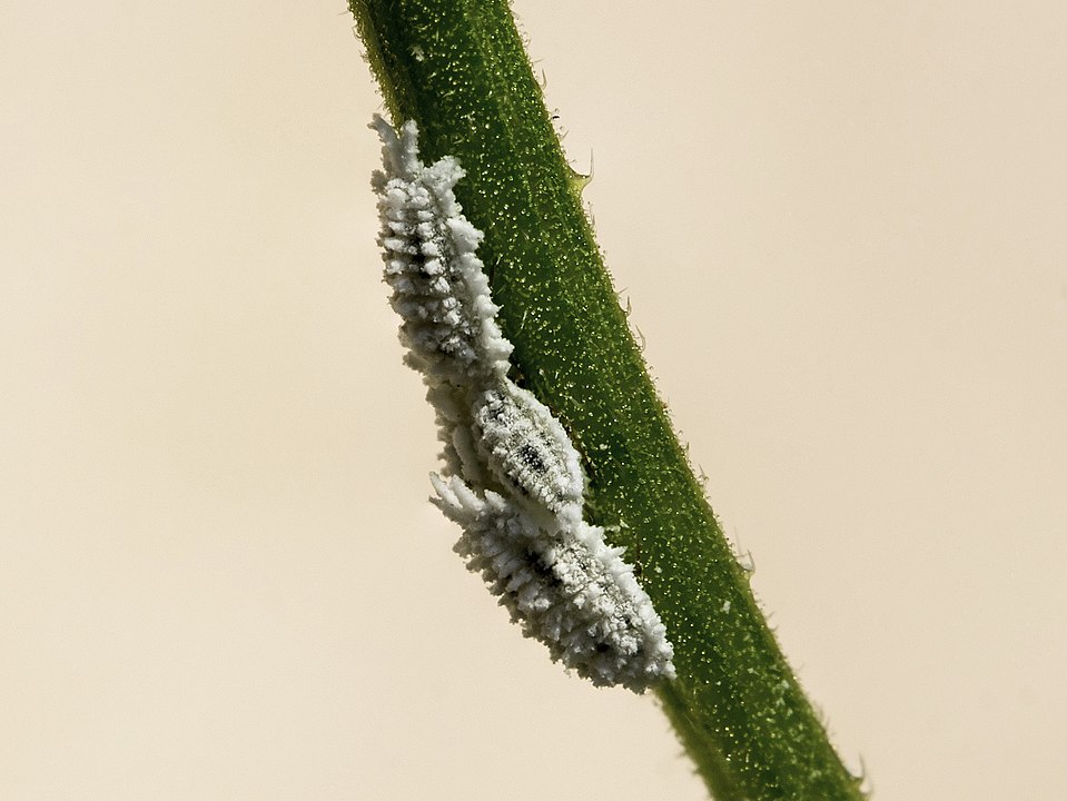 Why are mealybugs not easy to kill?