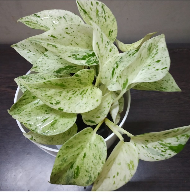 Money Plant: Air Purifying and Good Luck Plant – Details and Care Tips