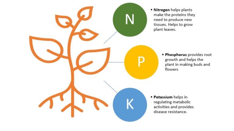 Major nutrients requirement for plants to grow well - Gardening Tips ...