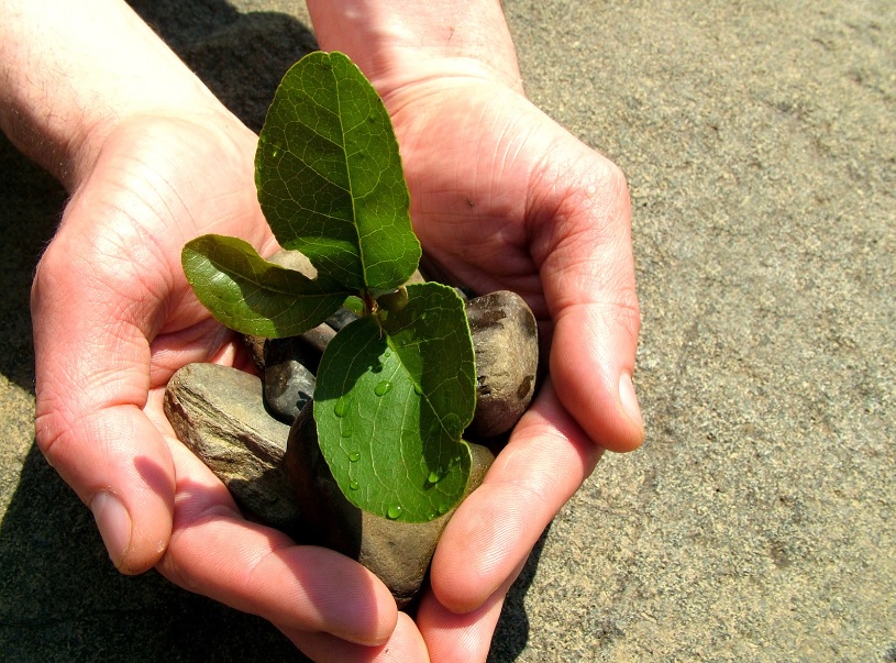 Keep propagating plants: Reduces budget and make gardening more fun
