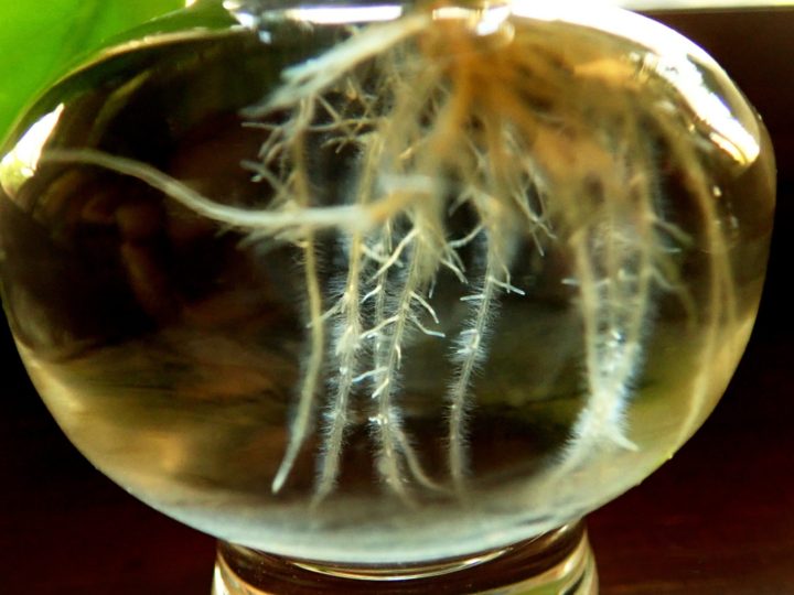 Plants Propagation in water