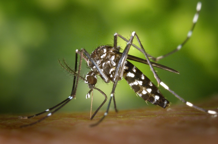Plants which are natural mosquito repellent
