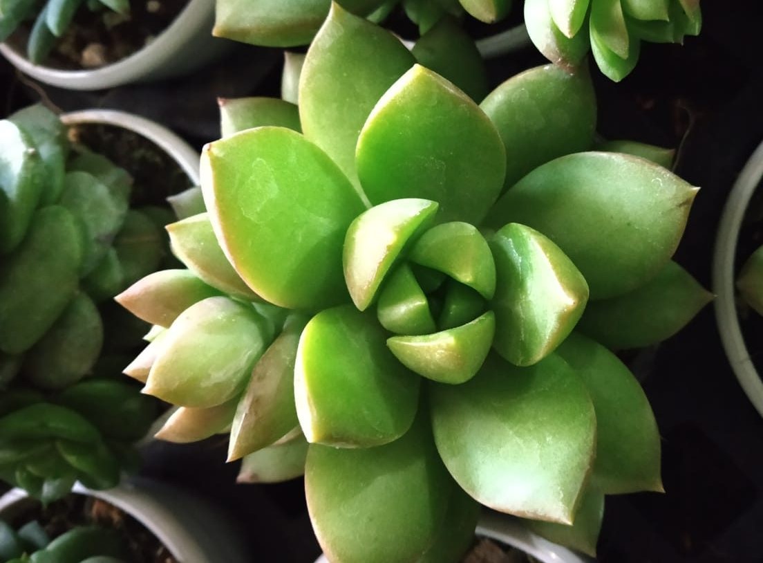 How to water Succulents – The best way