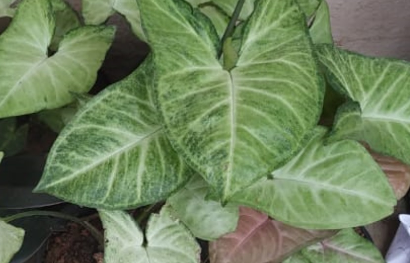 Syngonium Plant: Good Luck Air Purifying Plant – Details and Care Tips