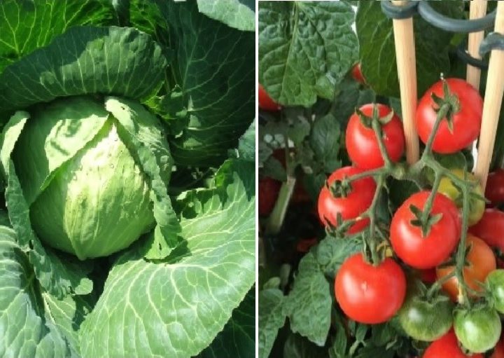 Companion Gardening- Tomatoes and Cabbage