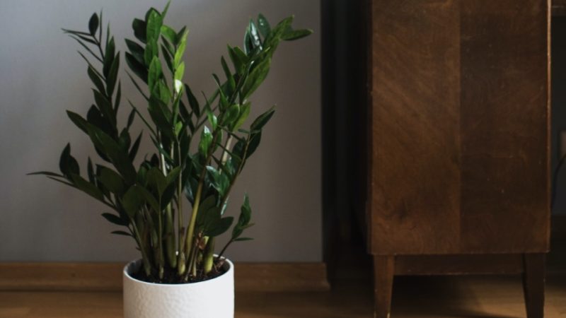 ZZ Plant - Hard to kill air purifying plant