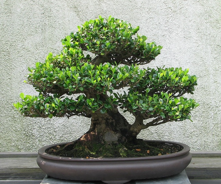 Bonsai: Small tree in a pot that mimic full size tree in terms of shape ...