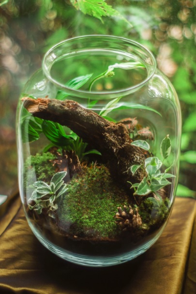 Terrarium: Small forest enclosed in its own little world