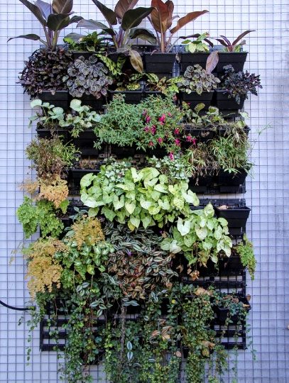 Vertical Gardening: Grow more plants in less space