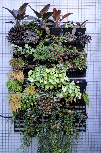 Vertical Gardening: Grow more plants in less space