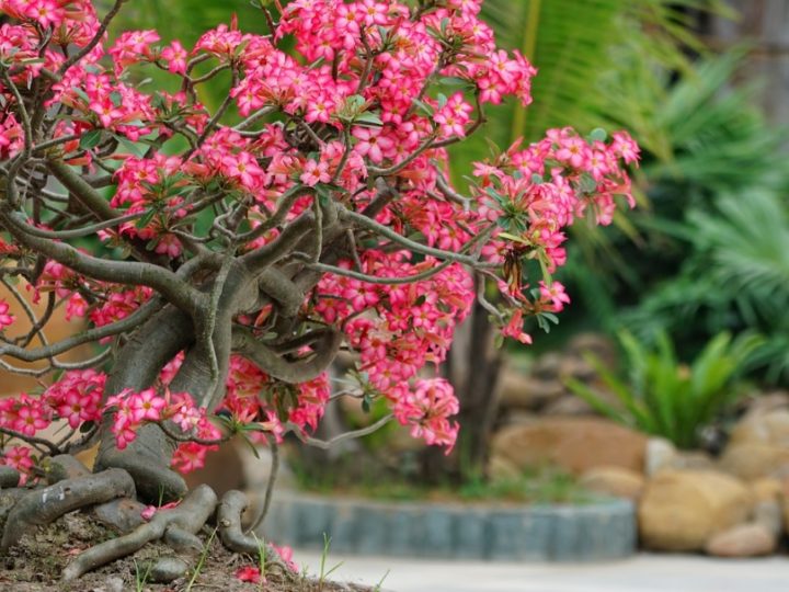 Adenium/Desert Rose: Low Care best Succulent Bonsai Plant for Beginners
