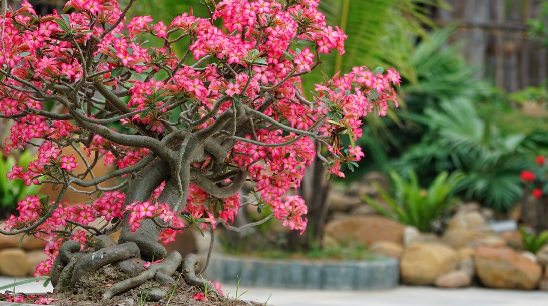 Adenium/Desert Rose: Low Care best Succulent Bonsai Plant for Beginners