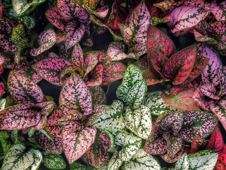 Aglaonema: Indoor/outdoor low care good luck air purifying foliage plant