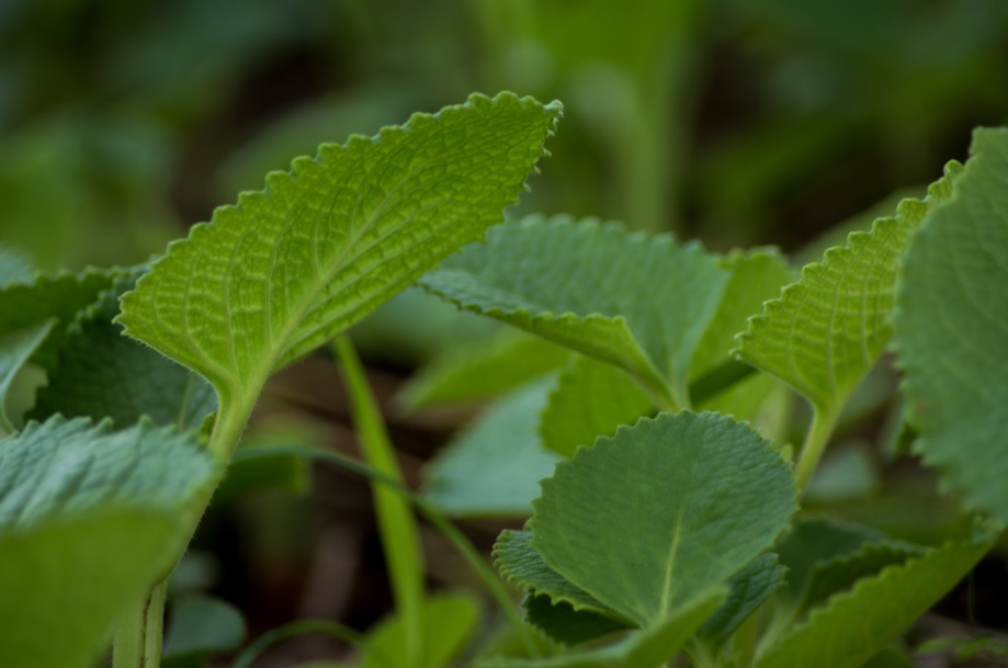 Ajwain: Easy to care Indian herb grown for culinary and medicinal purposes