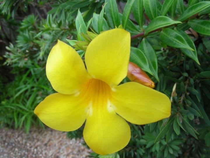 Allamanda: Easy to care and long lasting flowering plant for home – Details and care tips