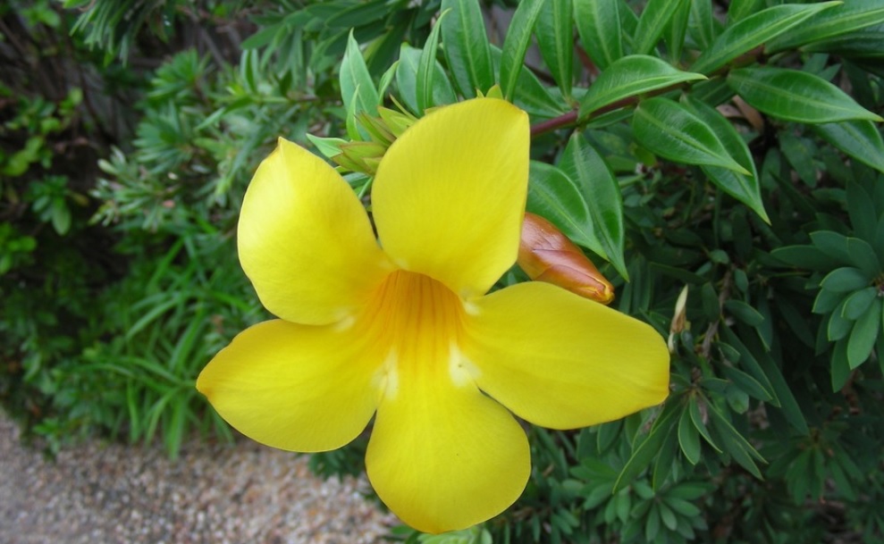 Allamanda: Easy to care and long lasting flowering plant for home – Details and care tips