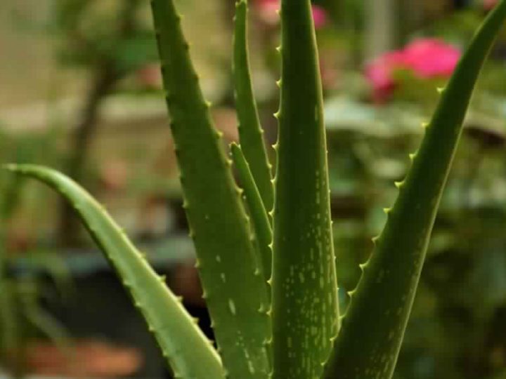 Aloe-Vera-Plant
