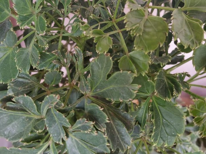 Aralia: Tough evergreen indoor/outdoor foliage plant – How to care and details