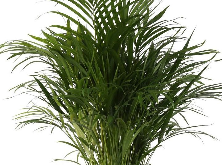 Areca-Palm