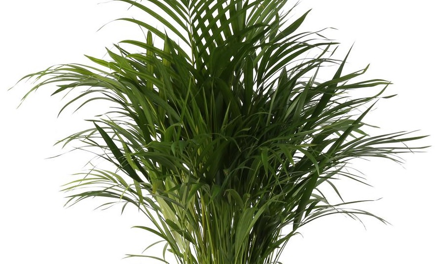 Areca Palm: Air Purifying and Easy to Care Plant – Details and Care Tips