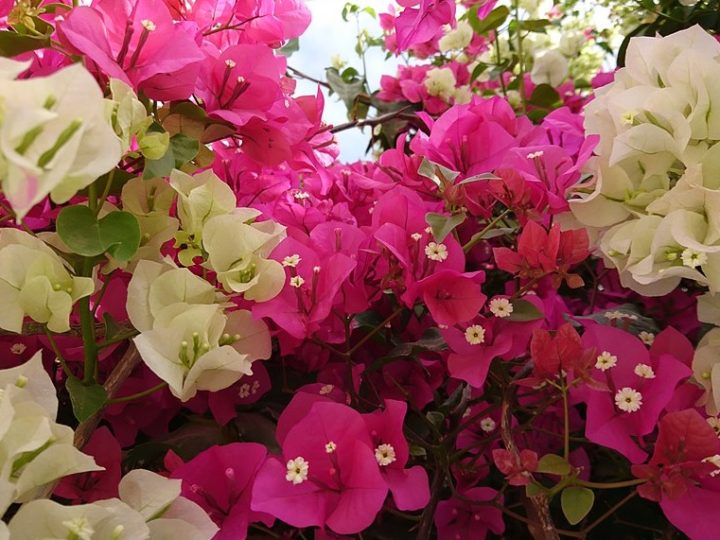 Bougainvillea: Perfect low care outdoor ornamental plant