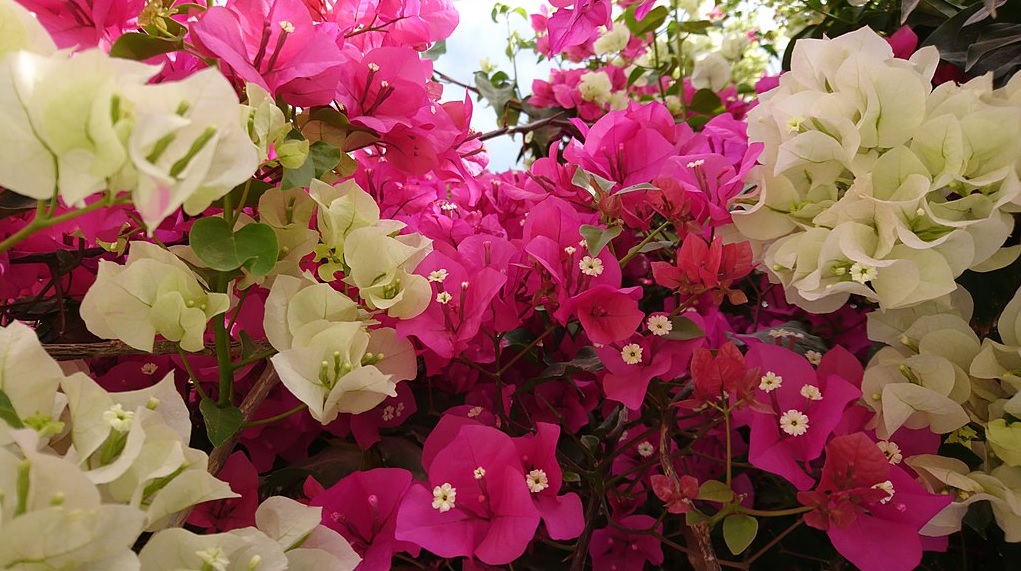 Bougainvillea: Perfect low care outdoor ornamental plant