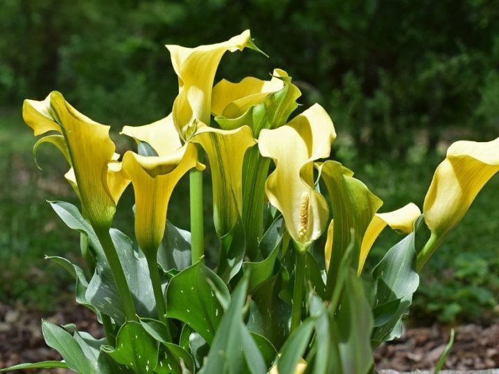 Calla Lily: Beautiful flowering plant comes in multiple varieties based on flower colors