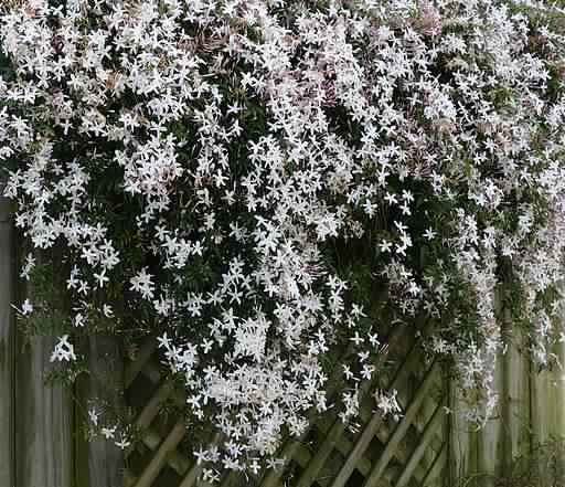Jasmine – Shrubs and Vines: Grown for the fragrance of their flowers