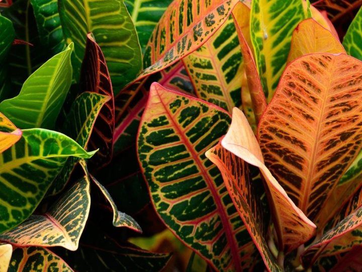 Croton: How to care and details – Beautiful foliage with colorful and leathery leaves