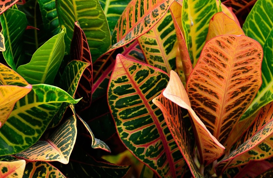 Croton: How to care and details – Beautiful foliage with colorful and leathery leaves